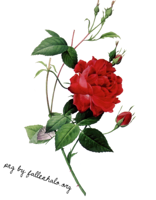 Elegant Roses Png PNG images