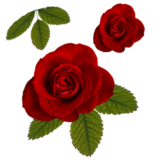 Leaf Roses Png PNG images