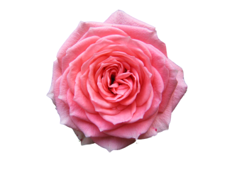 Pink Roses Png PNG images