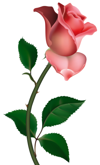 Pink Roses Png PNG images