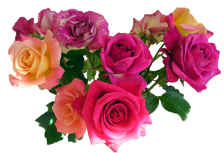 Pink Roses Png PNG images