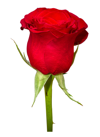 Red Roses For Women Png PNG images
