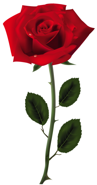 Red Roses Png PNG images