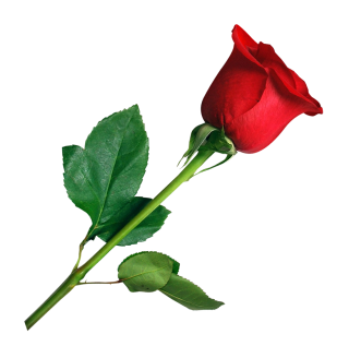 Red Roses With Leaf Png PNG images