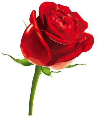Romantic Roses Png PNG images
