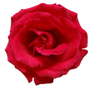 Rose Logo Png PNG images