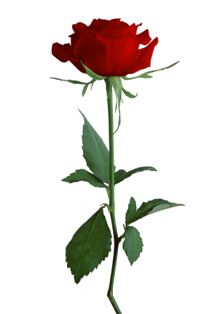 Transparent Png Hd Rose Background PNG images