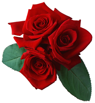 Free Images Png Download Rose PNG images