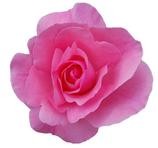 PNG Transparent Rose PNG images