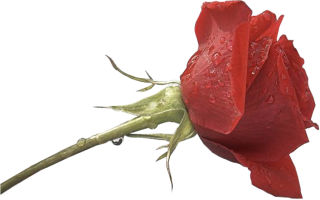 Rose Picture PNG PNG images