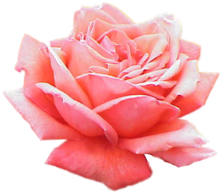 Ripe Pink Rose Petals Png PNG images