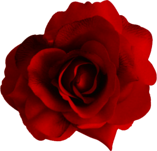 Transparent Rose PNG PNG images