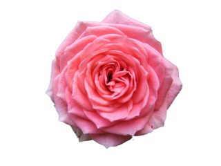 Transparent Background Hd Rose Png PNG images