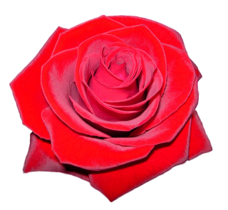 PNG Rose HD PNG images