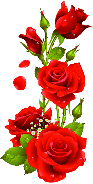 Hd Rose Image In Our System PNG images
