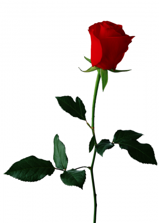 Rose png transparent deals