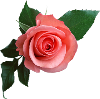 Download Rose Latest Version 2018 PNG images