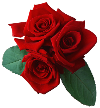 Rose Png Transparent PNG images