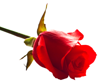 Images Rose Free Download PNG images