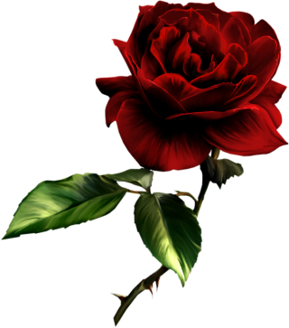 Png Vector Rose PNG images
