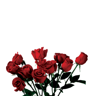 Transparent Image Rose PNG PNG images