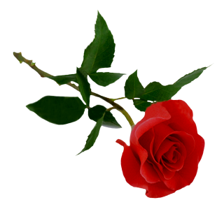 High-quality Rose Cliparts For Free! PNG images