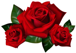 Roses Png Hd Wedding PNG images