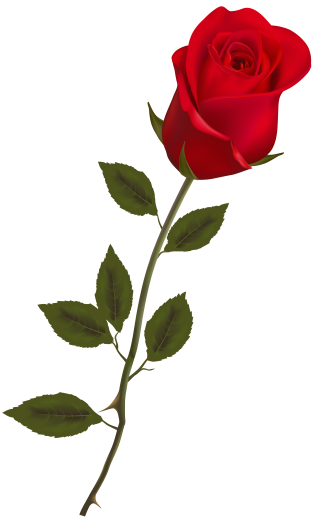 Roses Png Image PNG images