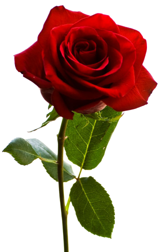 Roses Png Transparent PNG images