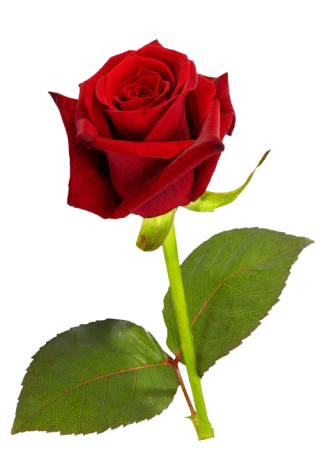 Single Roses Png PNG images