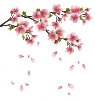 Blossom Petals Png Sakura PNG images