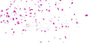 HD Sakura Petals PNG PNG images