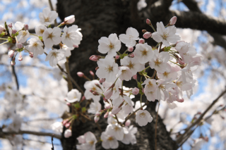 Sakura Petals Image PNG images