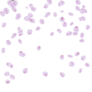 Background Transparent Png Sakura Petals Hd PNG images