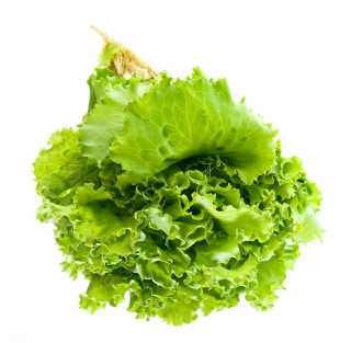 Lettuce Salad PNG Transparent PNG images