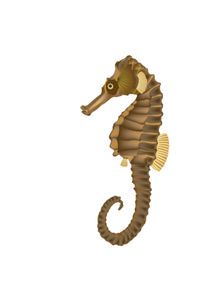 Png Format Images Of Seahorse PNG images