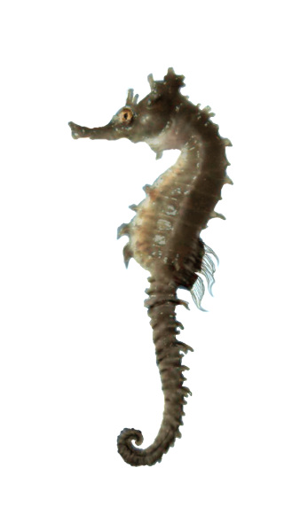 Images Download Seahorse Png Free PNG images