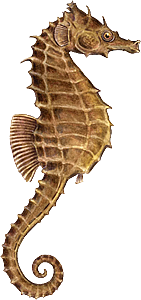 PNG Picture Seahorse PNG images