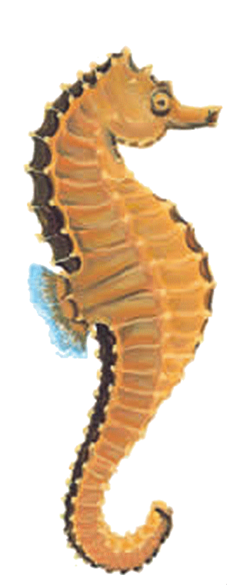 Download Free Seahorse Images PNG images