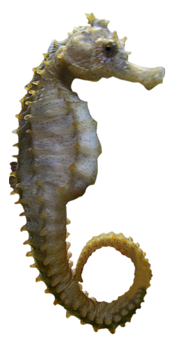 Download And Use Seahorse Png Clipart PNG images