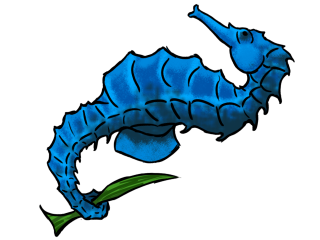 Browse And Download Seahorse Png Pictures PNG images