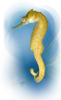 PNG Pic Seahorse PNG images