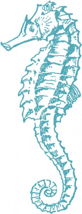 Clipart Collection Seahorse Png PNG images
