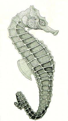 Download Free High-quality Seahorse Png Transparent Images PNG images