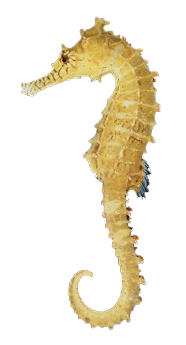PNG Seahorse HD PNG images