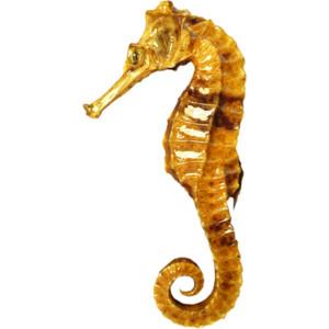 Seahorse PNG Photo PNG images