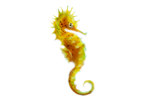 PNG Seahorse Clipart PNG images