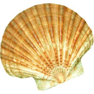 High Resolution Seashell Png Clipart PNG images