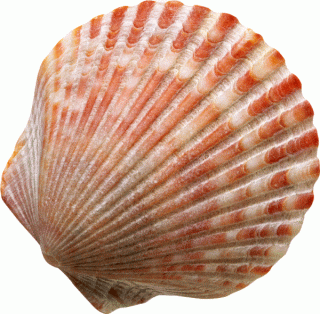 Seashell PNG HD PNG images