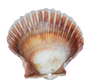 Free Download Seashell Png Images PNG images